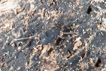 Media type: image;   Invertebrate Zoology 151528